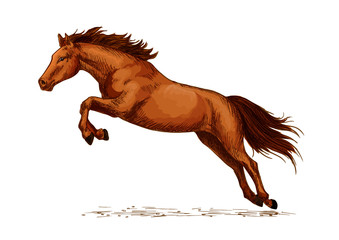 Fototapeta na wymiar Landing or jumping horse at equine event sketch