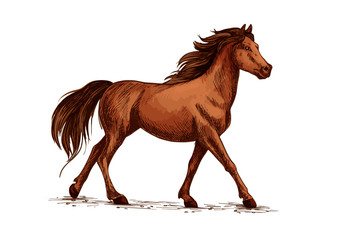Fototapeta na wymiar Horse or stallion, mustang running sketch