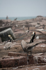 Several brown pelicans on granite rocks at the gulf of Mexico in Texas.