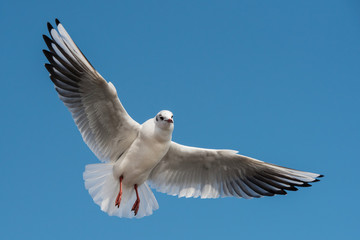 Black-headed Gull, Chroicocephalus ridibundus