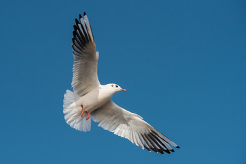 Black-headed Gull, Chroicocephalus ridibundus