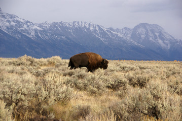 Single bull bison walking wherever he wants