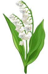 Fototapeten Mädchenzimmer Convallaria  © Anna Velichkovsky