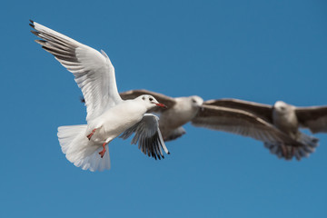 Black-headed Gull, Chroicocephalus ridibundus