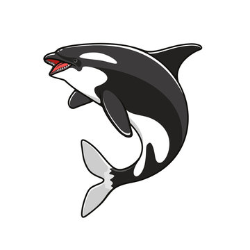 Grampus Or Orca, Jumping Killer Whale