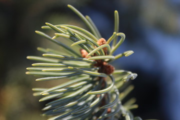 Fototapeta premium Blue spruce with buds