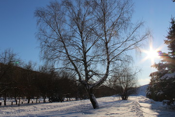 winter sunny park