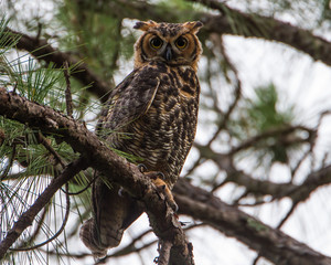 Great Horned Owl