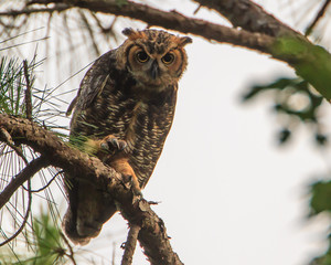 Great Horned Owl