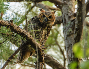 Great Horned Owl