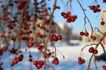 Wild frozen aplles on tree