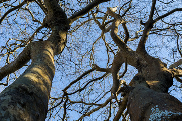 view up on trees without leafs and sky