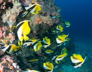 Masked Bannerfish