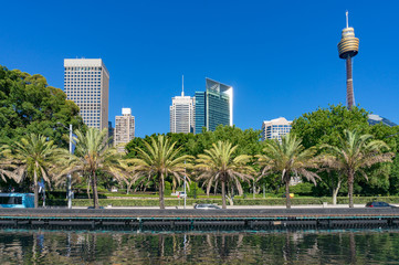 Fototapeta na wymiar Sydney skyline on summer day with palm trees