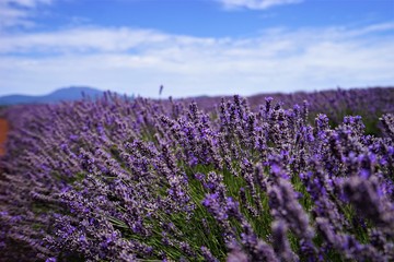Lavender field under the sky