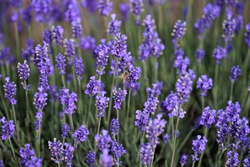 Lavenders and a bee