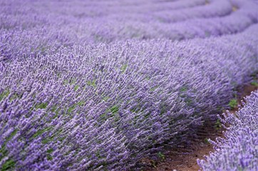 Fototapeta na wymiar Purple lavender blossoms