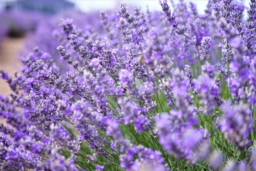 Purple Lavender blossoms