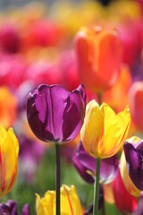 Colorful tulips © Shu