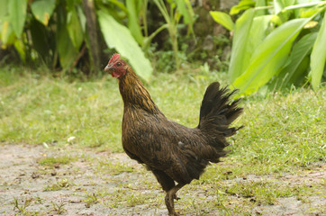 hen