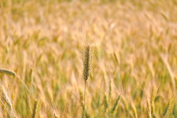 The rye crop (Secale cereale)