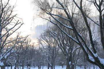 Winter scene of Hokkaido Japan
