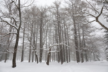 Winter scene of Hokkaido Japan