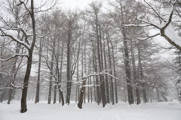 Foto auf Leinwand Winter scene of Hokkaido Japan © HIROSHI H