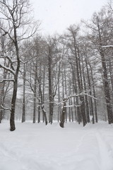 Fototapeta na wymiar Winter scene of Hokkaido Japan
