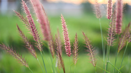 Mission grass, Flowering grass, in Sunset