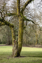 Moss covered tree Washington state parks.