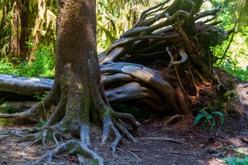 Fallen tree in Hoh Rain Forest Olympic National Park Washington