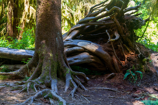 Fototapeta Fallen tree in Hoh Rain Forest Olympic National Park Washington