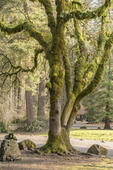 Fototapeta na wymiar Moss covered tree Washington state parks.