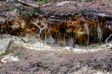 Tree roots in autumn forest