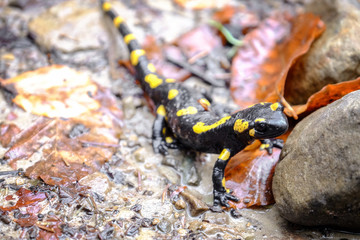 Spotted Salamander on ground, closeup
