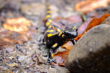 Spotted Salamander on ground, closeup