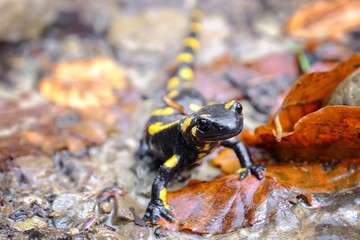 Spotted Salamander on ground, closeup