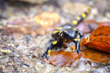Spotted Salamander on ground, closeup