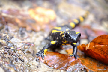 Spotted Salamander on ground, closeup
