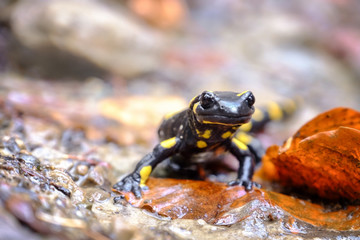 Spotted Salamander on ground, closeup