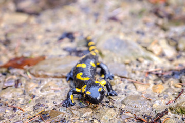 Spotted Salamander on ground, closeup