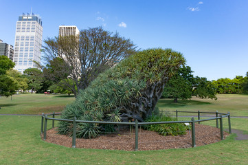Dragon tree in Sydney Royal Botanic Garden