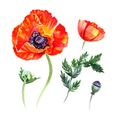 Watercolor set of poppies flowers and buds illustrations. Hand drawn detailed floral elements isolated