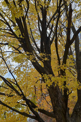 Black and Yellow Tree