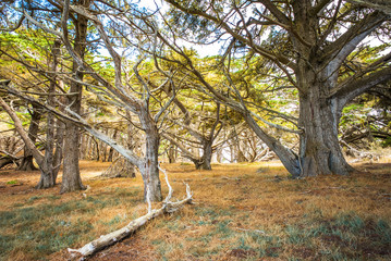 Point Lobos Trees at Allan Memorial Grove Forest, Carmel, California, USA