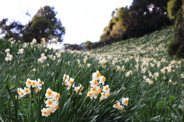 灘黒岩水仙郷 © sun0922
