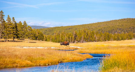 Yellowstone National Park, Wyoming.  Lone Bison Buffalo crossing a river in a golden field.