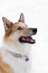 Mixed Collie Portrait in the Snow