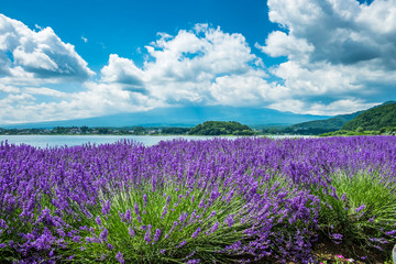 Fototapeta premium lavender fields